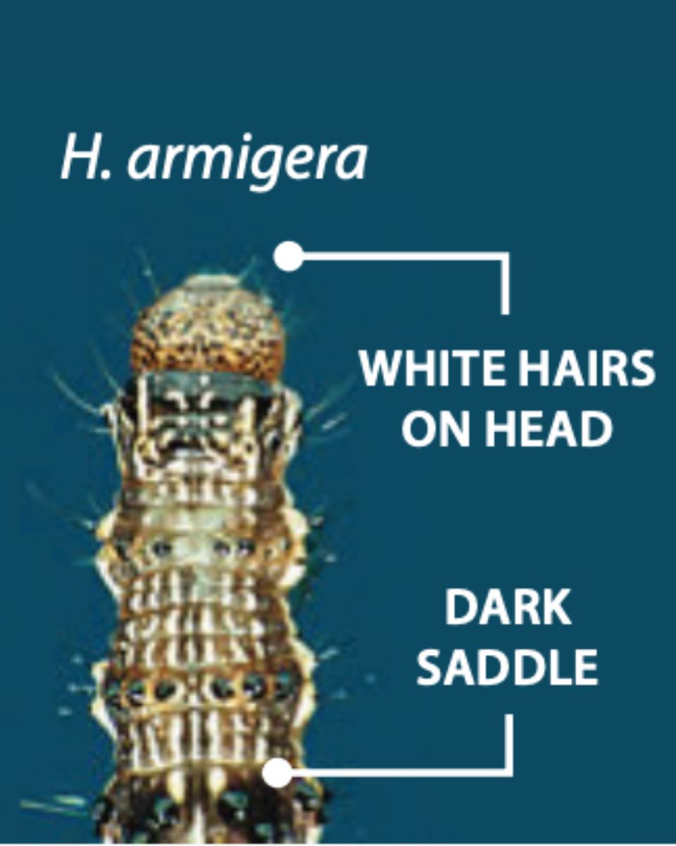 🐛🐛Know the difference between #Helicoverpa punctigera &amp; armigera?
These pests look alike, but migrate differently 🧳🌏
Can you spot the differences?
H. punctigera has back hairs on its head while H. armigera has white hairs on its head + a dark saddle on its third segment.