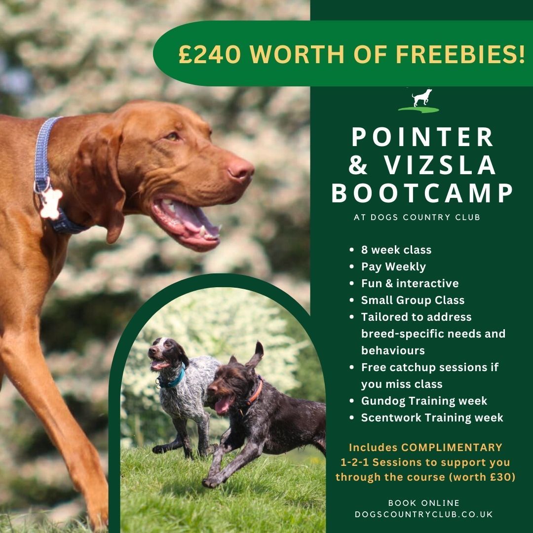 DogsCountryClu_'s tweet photo. Our Vizsla &amp; Pointer Bootcamp sold out so fast we had to open up an extra date! Don't miss the next one with £240 worth of FREE private training included!!! https://t.co/oFW9KgjGYs #vizsla #pointerdog #germanshorthairedpointer #dogtraining #dogtrainer https://t.co/H2wNH4tKT8