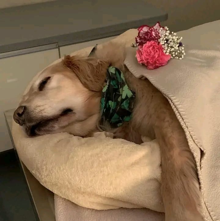 𝕏 Dogs tweet media