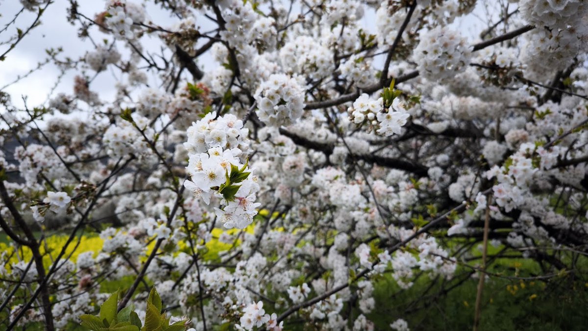 os cerezos se encuentran en plena floración en la comarca, dejando preciosas vistas en las zonas productoras. La floración dura pocos días y las primeras cerezas llegarán a mediados de mayo. La cereza del Bierzo cuenta con Marca de Garantía por su calidad