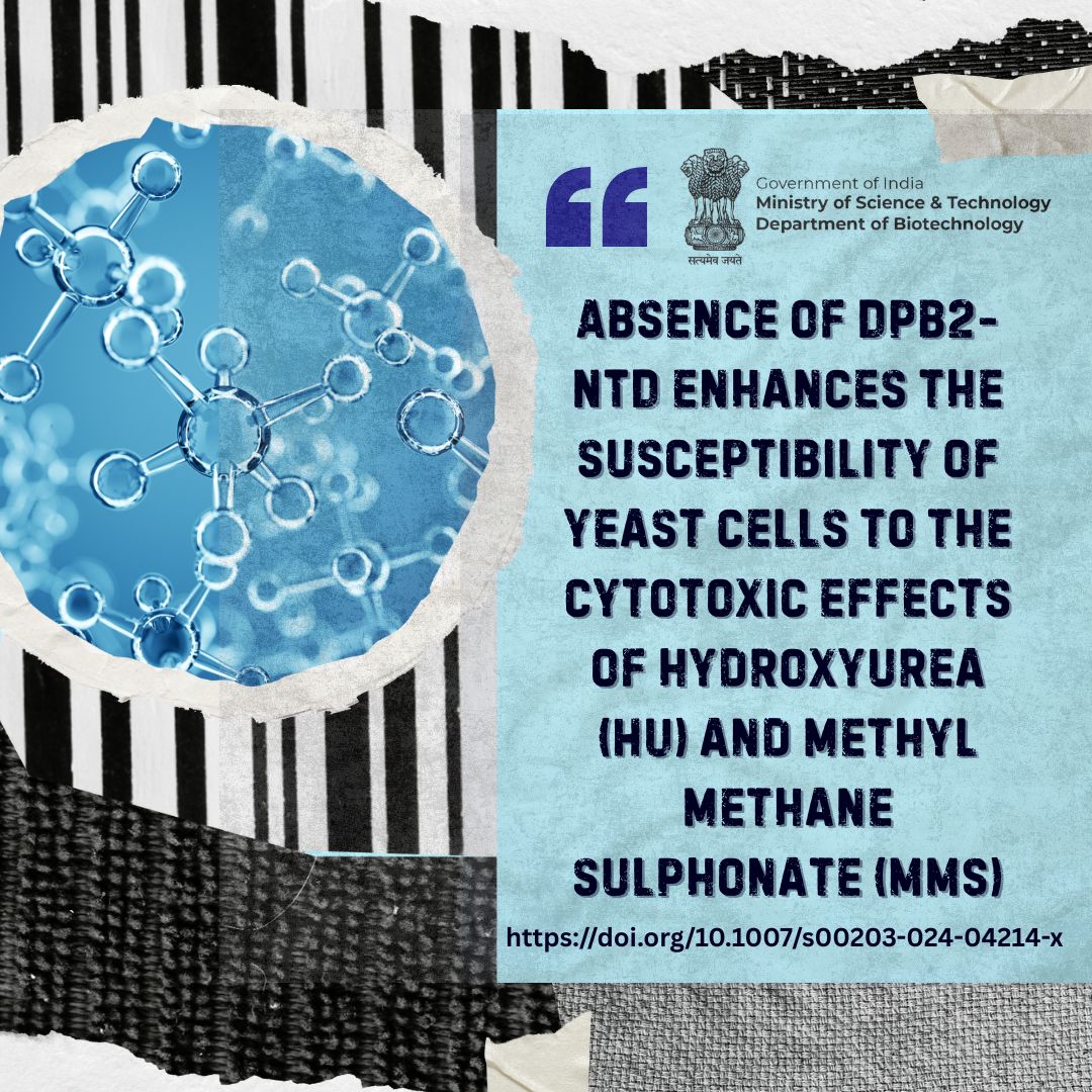 DBTIndia's tweet photo. Research from our #BioCARe Fellow!
Dr Sugopa Sengupta's team from @presiuniv shows the functional importance of conserved amino acid residues within the N‑terminal domain of #Dpb2 in budding yeast, highlighting its role not only during replisome assembly but also in coordinating #stressresponse in yeast indicating implications in maintenance of genome integrity.
🖇️https://t.co/B6Nfc7tm11
@DrJitendraSingh @rajesh_gokhale