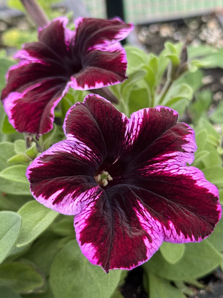 Petunias flowering in the greenhouse 🩷

#GardeningTwitter #GardeningX