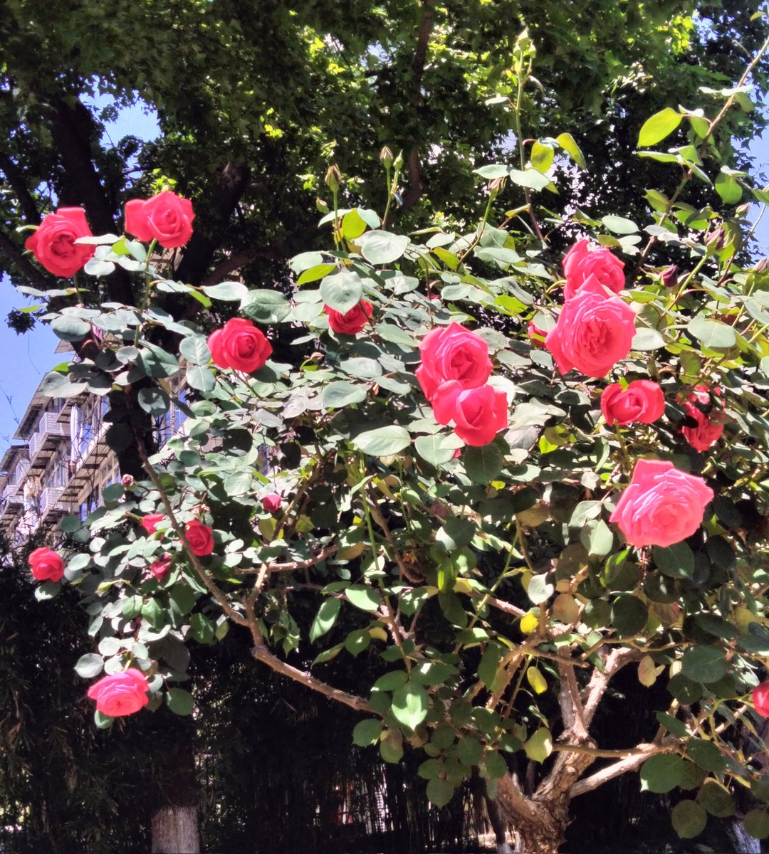 ช่วงนี้ดอกกุหลาบกำลังบานเลย สีอื่นก็มีนะ ❤️🧡💛🩷