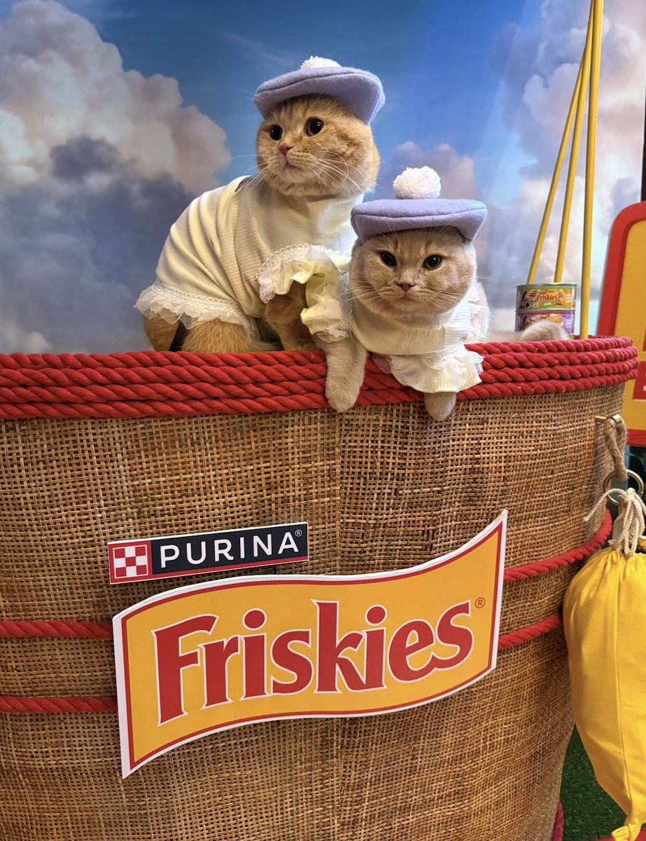 I designed a game called Adventures in Friskies World for Purina. It's not often that you get flown across the Atlantic for a launch event... complete with visiting cats, crazy well-know influencers and life-size game components, or that your game gets an article in Cosmopolitan.