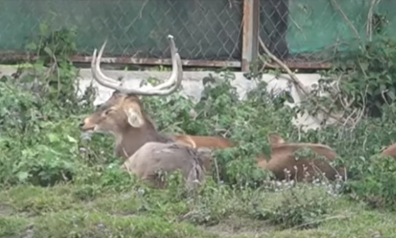 Hopeful &amp; Connected
When we protect the #Sangaideer, we protect the floating meadows, the birds, the fish, and the heartbeat of Manipur’s wetlands. 
Every visit to #Manipur Zoological Garden is a step closer to understanding nature’s delicate balance.
#SaveSangai #EcoLove