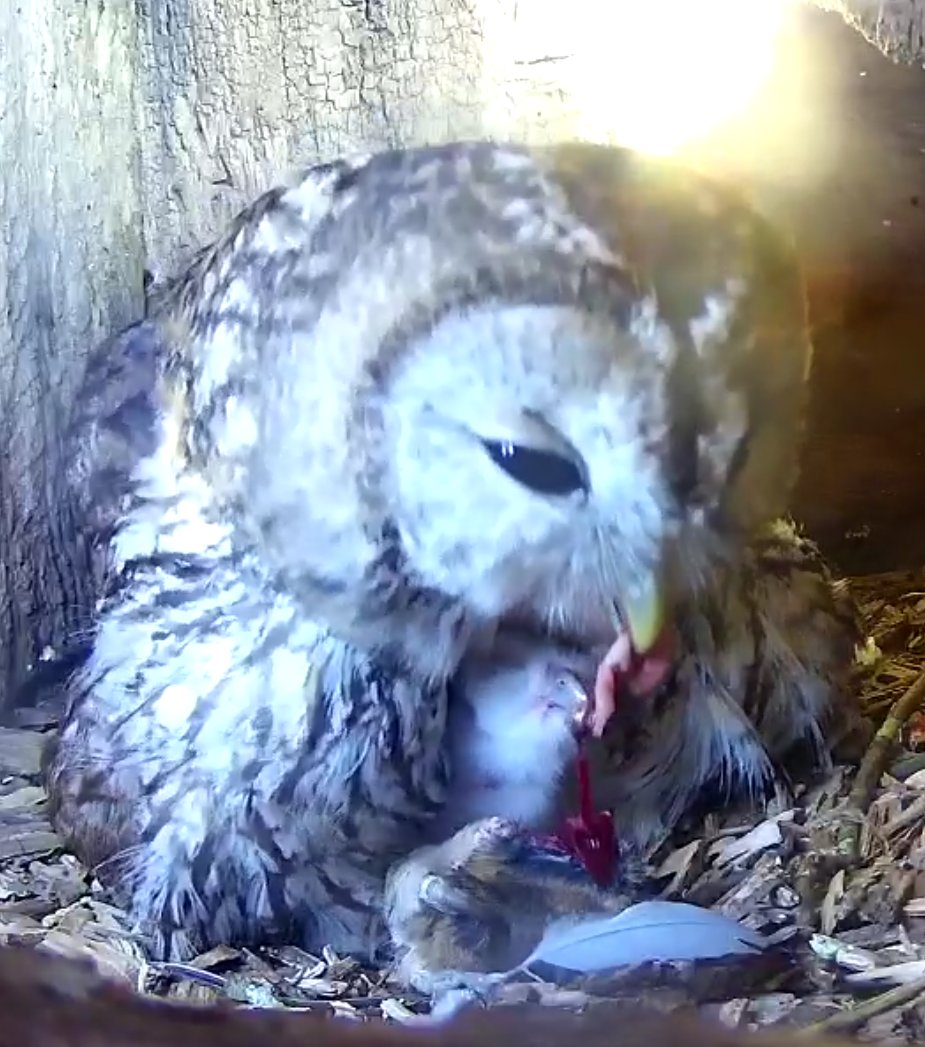 Gnarlydusk's tweet photo. @katemacrae Great view feeding a chick at 8:40+

Sent you the other timestamps you asked for, @katemacrae. Hope you got them. https://t.co/pOK4V2MtT1