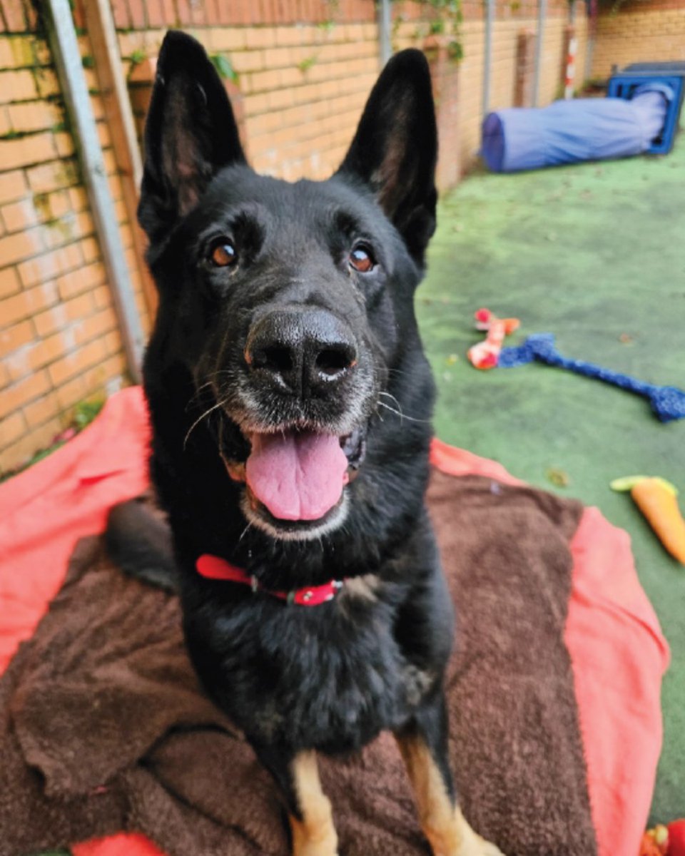 Animal Friends (@afpetinsurance) on Twitter photo Last year we donated to <a href="/Bristol_ARC/">Bristol Animal Rescue Centre</a> to help with the costs of life-saving treatments for the high medical-needs dogs in their care. Here is Igor, who has since had two successful surgeries, and is making steady progress ❤️ #CharityTuesday #PoliciesWithPurpose Last year we donated to <a href="/Bristol_ARC/">Bristol Animal Rescue Centre</a> to help with the costs of life-saving treatments for the high medical-needs dogs in their care. Here is Igor, who has since had two successful surgeries, and is making steady progress ❤️ #CharityTuesday #PoliciesWithPurpose