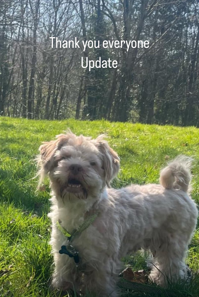 peekerspals's tweet photo. A big thank you to everyone who sent lovely messages and started to follow us, we will follow everyone back. Peeker is walking properly now, Shauna still has a bruised knee. They are both still cautious around other dogs. Love and hugs from us all xxx https://t.co/kXLtZ2gkgM