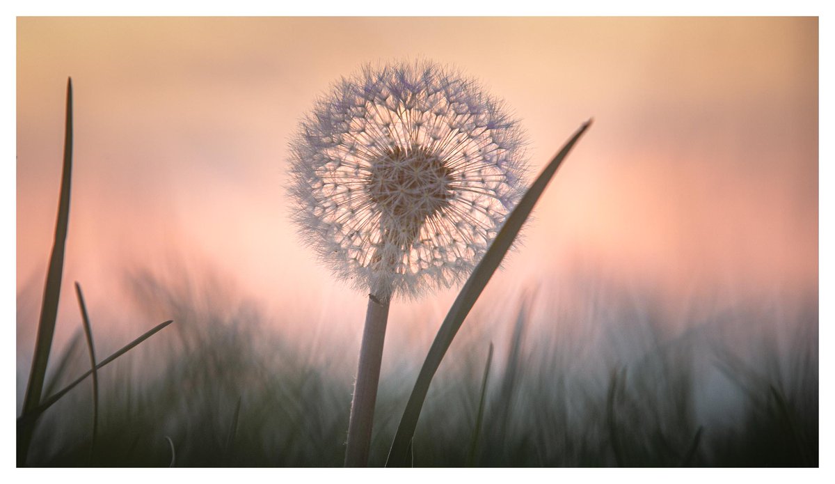 E_van_den_Ham's tweet image. Deel je mooiste foto's, tekeningen of schildering van een Paardenbloem.
Op 27 april vieren nu voor de 5de keer de (Internationale) Dag van de Paardenbloem. Stuur ons je mooiste foto, tekening of schilderij en maak kans om de Veldgids Paardenbloemen te winnen. Insturen kan tot enโฆ