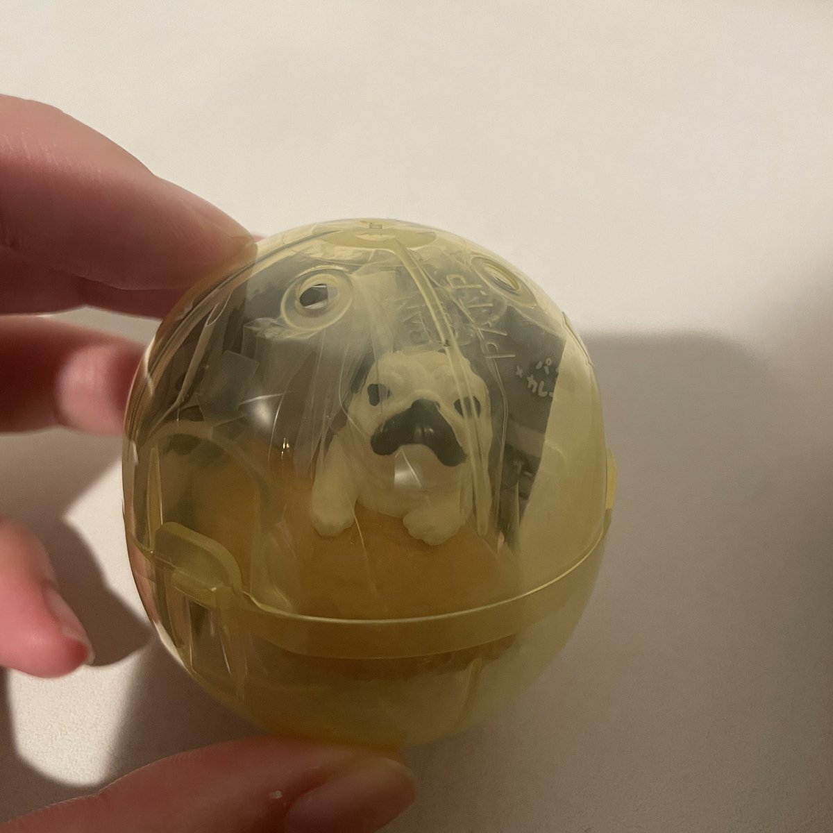 ぽちゃ🐶 tweet media