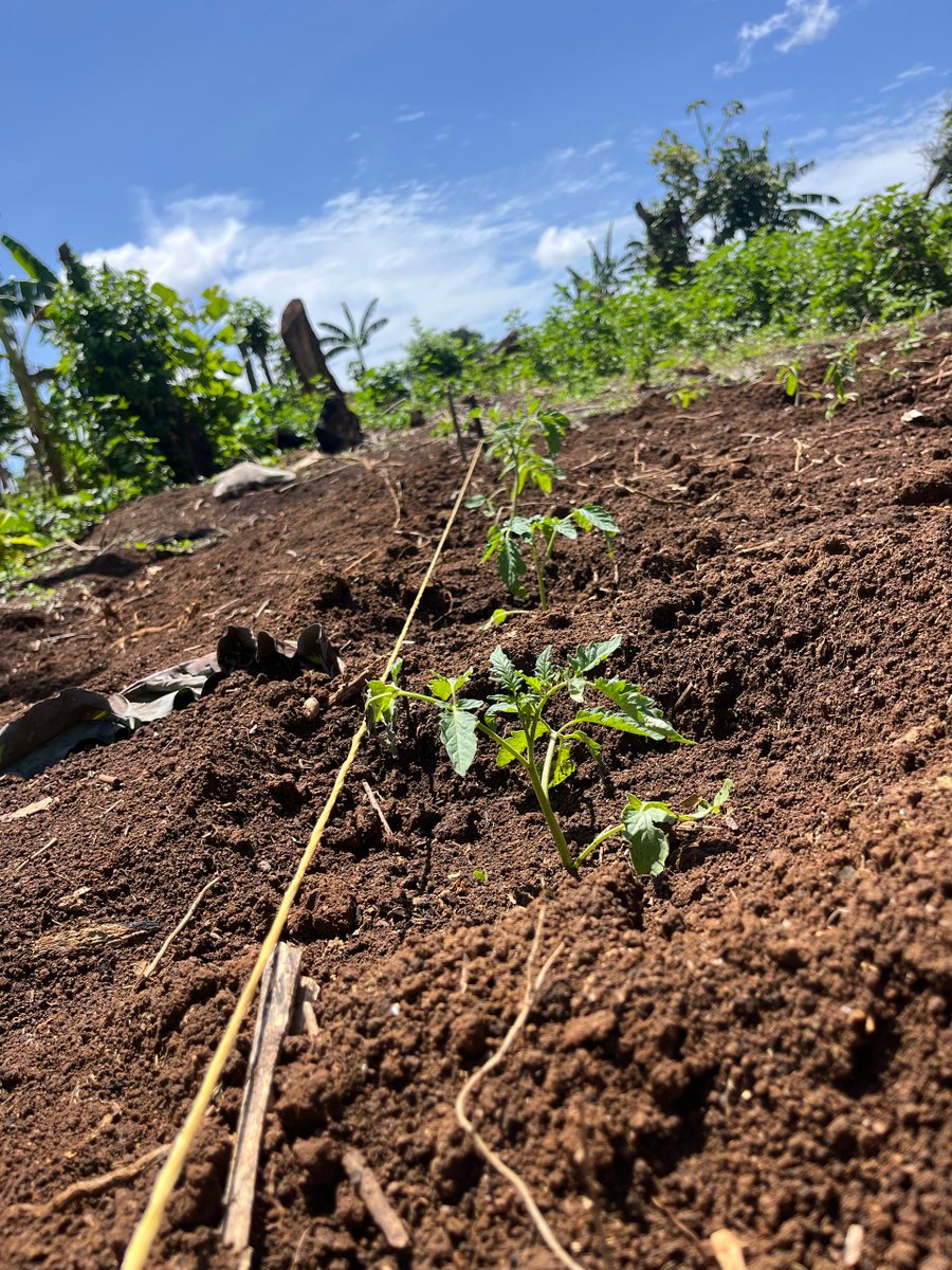 agrodynamicsltd's tweet photo. Rio Grande tomatoes settling in beautifully after transplanting! Get the best start for your garden with our quality seeds and fertilizers—available now! #RioGrandeTomatoes #Agrodynamics #UgandaAgriculture #FromSoilToHarvest #ZascoSeeds #GrowMore https://t.co/UT490EmwxA