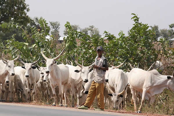 NigeriaStories's tweet photo. JUST IN: Miyetti Allah Cattle Breeders Association of Nigeria (MACBAN), Oyo State chapter, staged a protest on Monday over what they described as the illegal detention of their members and their exclusion from the state’s Rule of Law Enforcement Agency. https://t.co/GvL07nwOu7
