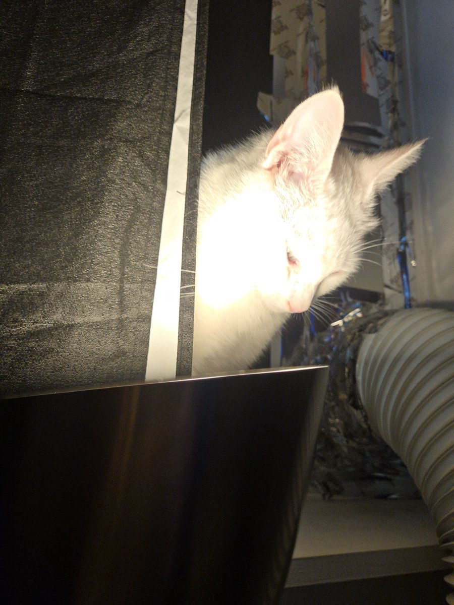 ColdblodedChrit's tweet photo. My Yeti, the stray who adopted me, shows off her bee-catching skills, bringing them to me as she does with birds and moles. She's an albino with mismatched eyes—one blue, one green—which, actually, is pretty common in albinos. https://t.co/cEyp2uHTIk