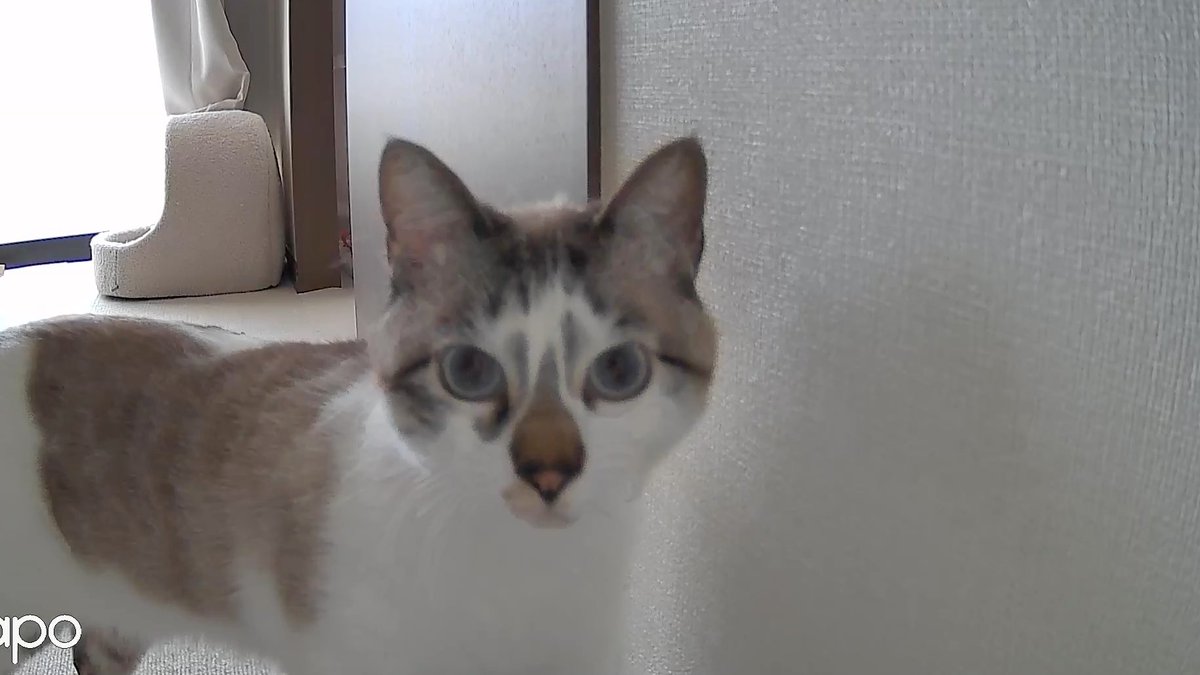 sechutom's tweet photo. カメラにご登場
 #猫好きさんと繋がりたい 
 #猫のいる暮らし 
 #ねこかわいいね https://t.co/P34TYnd7D0