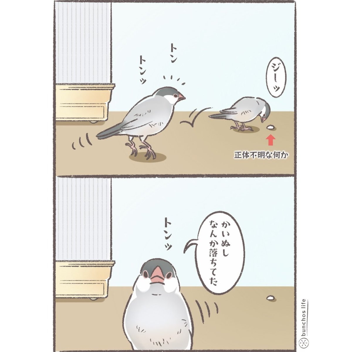 気になって何往復も見に行くの可愛い(何度見ても一緒だよ)
#文鳥 
#4コマ漫画 