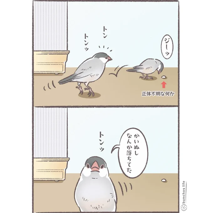 気になって何往復も見に行くの可愛い(何度見ても一緒だよ)
#文鳥 
#4コマ漫画 
