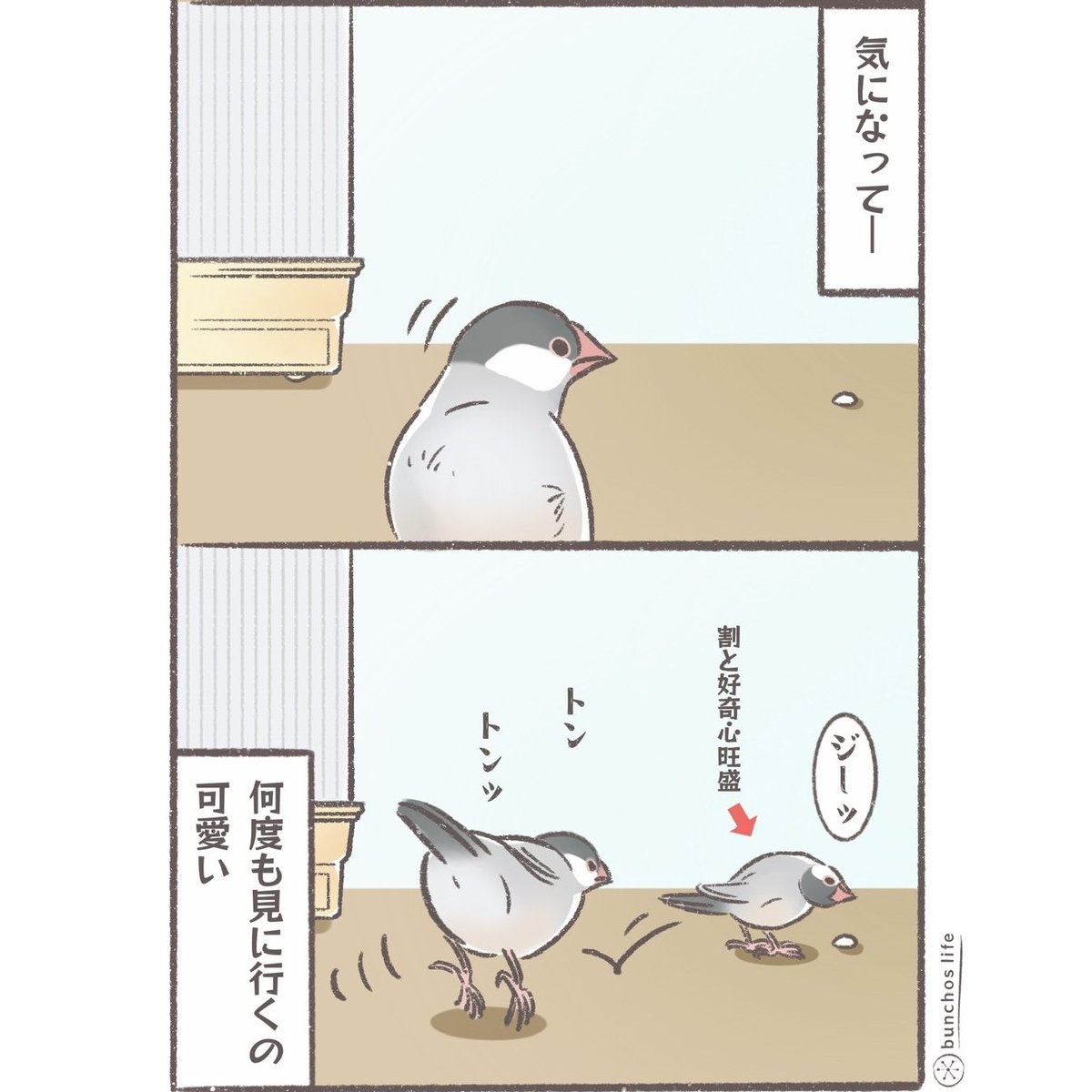 気になって何往復も見に行くの可愛い(何度見ても一緒だよ)
#文鳥 
#4コマ漫画 