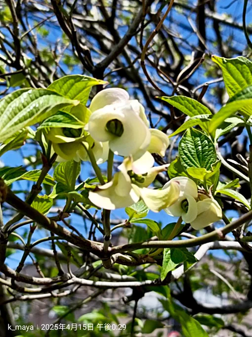 花水木がもう咲いてる 