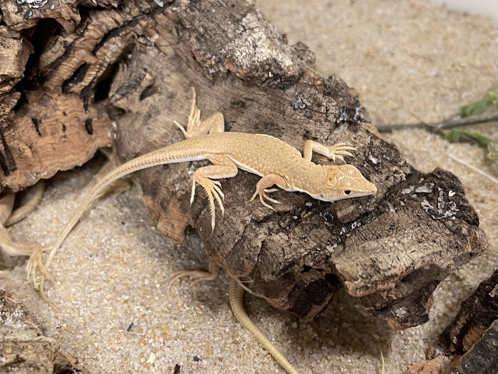 アジアのカナヘビ　爬虫類の本 アジアのカナヘビ 爬虫類の本 楽天市場】カナヘビ 本の通販