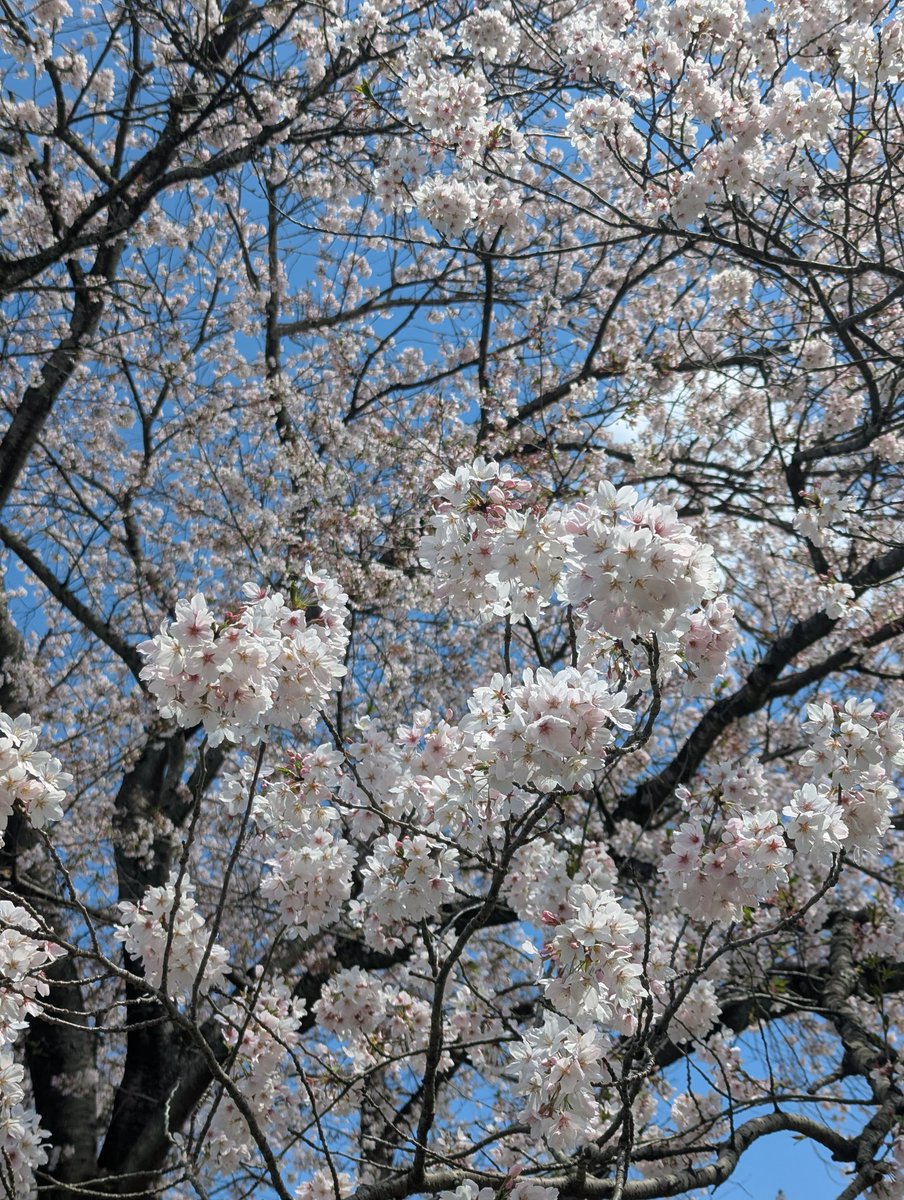 naco88043822's tweet photo. 🌸🌸🌸
少し葉桜ですが
まだきれい✨
風が吹くと、桜吹雪が美しい☺️ https://t.co/nAAlV7MWOK