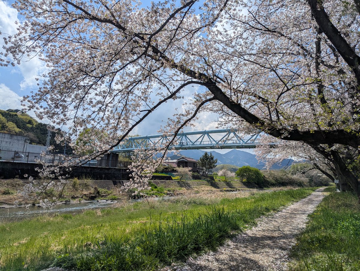 naco88043822's tweet photo. 🌸🌸🌸
少し葉桜ですが
まだきれい✨
風が吹くと、桜吹雪が美しい☺️ https://t.co/nAAlV7MWOK