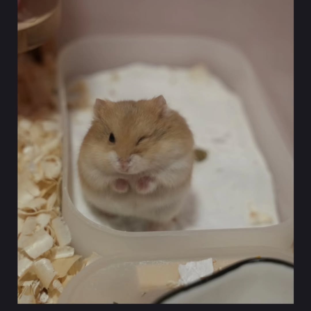 TweetsOfHamster's tweet photo. 😉 https://t.co/hLgkBS9u7w