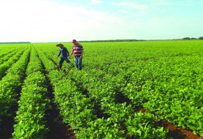 La revancha de la Cuba (I) minag.gob.cu/noticias/la-re… #AgriculturaCubana <a href="/MinagCuba/">Ministerio de la Agricultura de Cuba</a>  <a href="/IzquierdoAlons1/">Livan Izquierdo Alonso</a> <a href="/JuliaMurielEsc1/">Julia Muriel Escobar</a> <a href="/RamnMonte1/">José Ramón Monteagudo Ruiz</a>