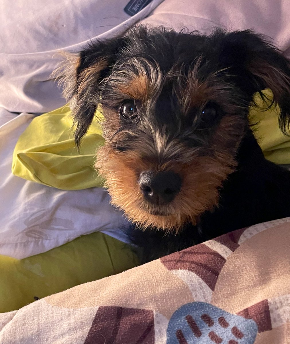 Buenas noches y no se olviden que estoy buscando un hogar amoroso y responsable. Si te enamoraste de mi 😍, en nuestra bio encontrarás un formulario de preadopción. #AdoptaNoCompres