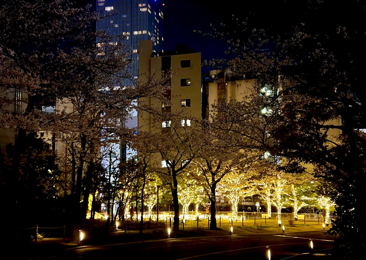 今年は一応桜見れました🌸