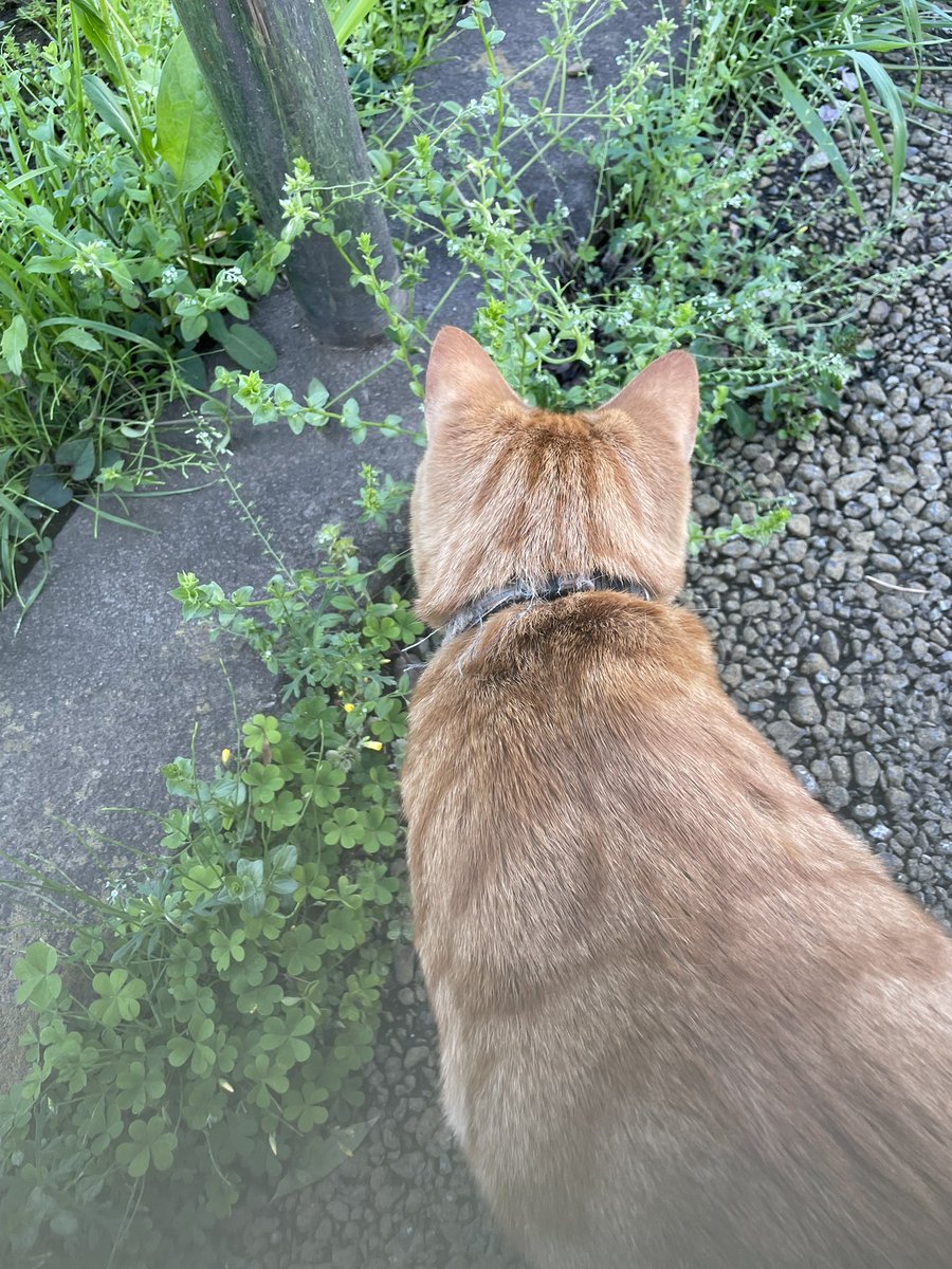 迷い猫 (きなこ)② きなこ 迷い猫しんくん探してます (@tenpicomi) / Posts / X