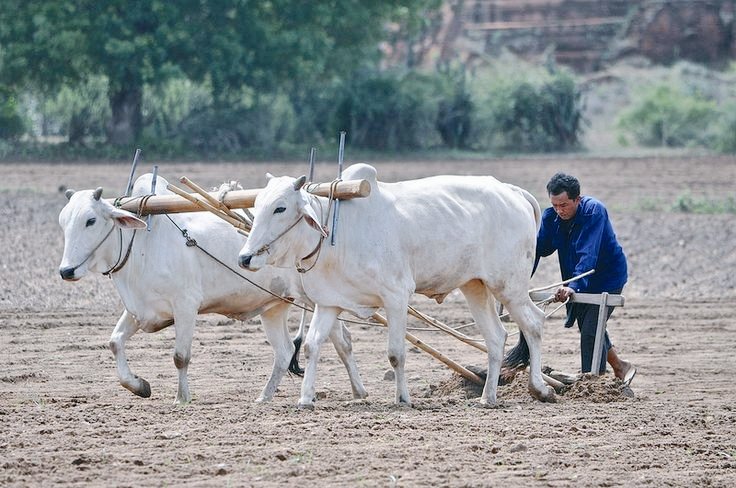 एक दिन जीकर देखो जिंदगी किसान की 
 कैसे वो मिट्टी से सजा देता है थालियां हिंदुस्तान की!!
    !!Good Morning X creators!!
           "सुप्रभात"