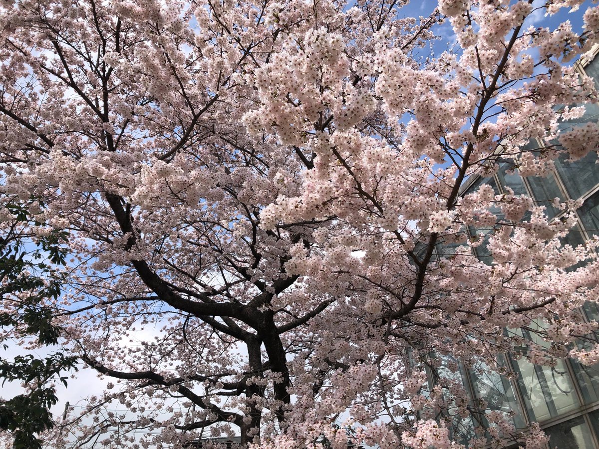 皆様の地域の桜はいかがでしょうか？理研仙台の桜は先日ついに満開しました！先日の梅に続いて、春本番です！ これからも皆さんに理研仙台地区の活動をお届けしていきますのでお楽しみに🌸
 #理研仙台 #テラヘルツ光 #桜　#満開　＃春