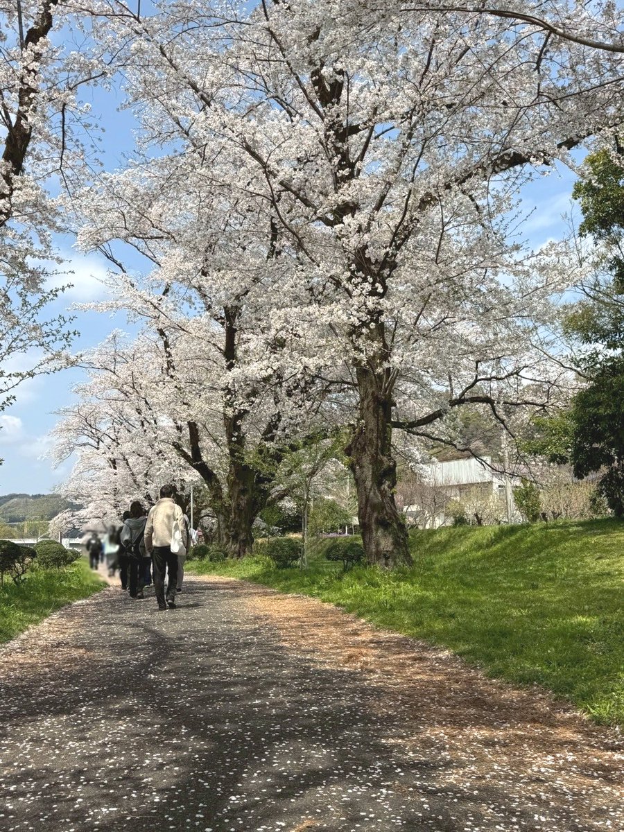nexus_cfp's tweet photo. 先週　上大島キャンプ場に行って来ました～
天気も良く、　桜舞い散る中で気持ちのいい時を過ごせました。
ひゅるりーら🌸 https://t.co/YcsF0ba3XF