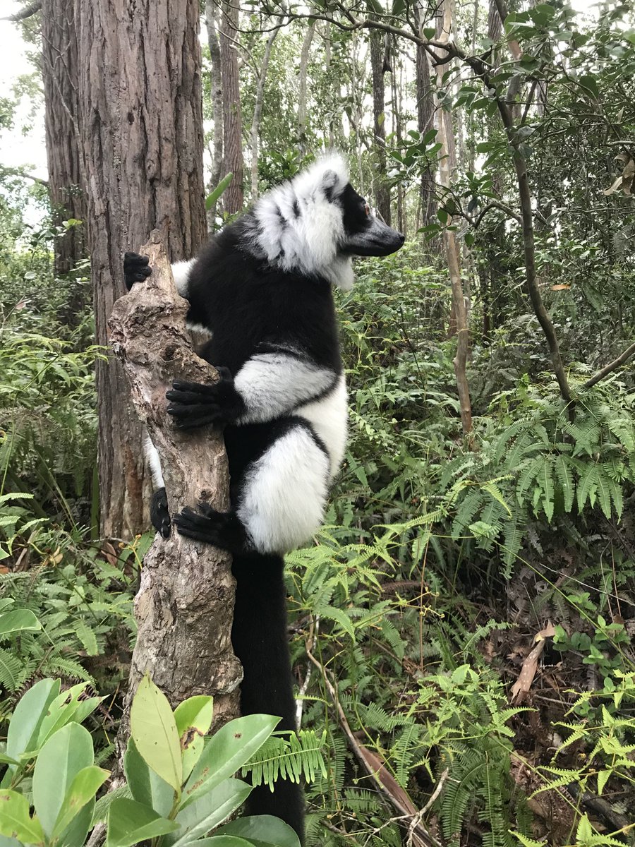 elisetempelhoff's tweet photo. Good morning, from #Andasibe rainforest in #Madagascar. This is the 2nd nosiest lemur after the Indri. 👇Black & white ruffed lemur. Have a wonderful Tuesday, all! https://t.co/Qvxvh5Lerx