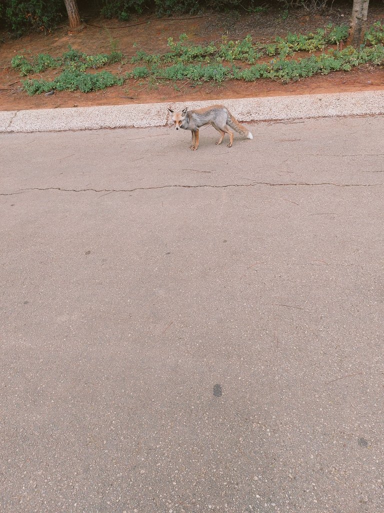 נצפה בפארק כפ"ס מעט אחרי 6 בבוקר, האוהד השני הכי שרוף של לסטר בארץ