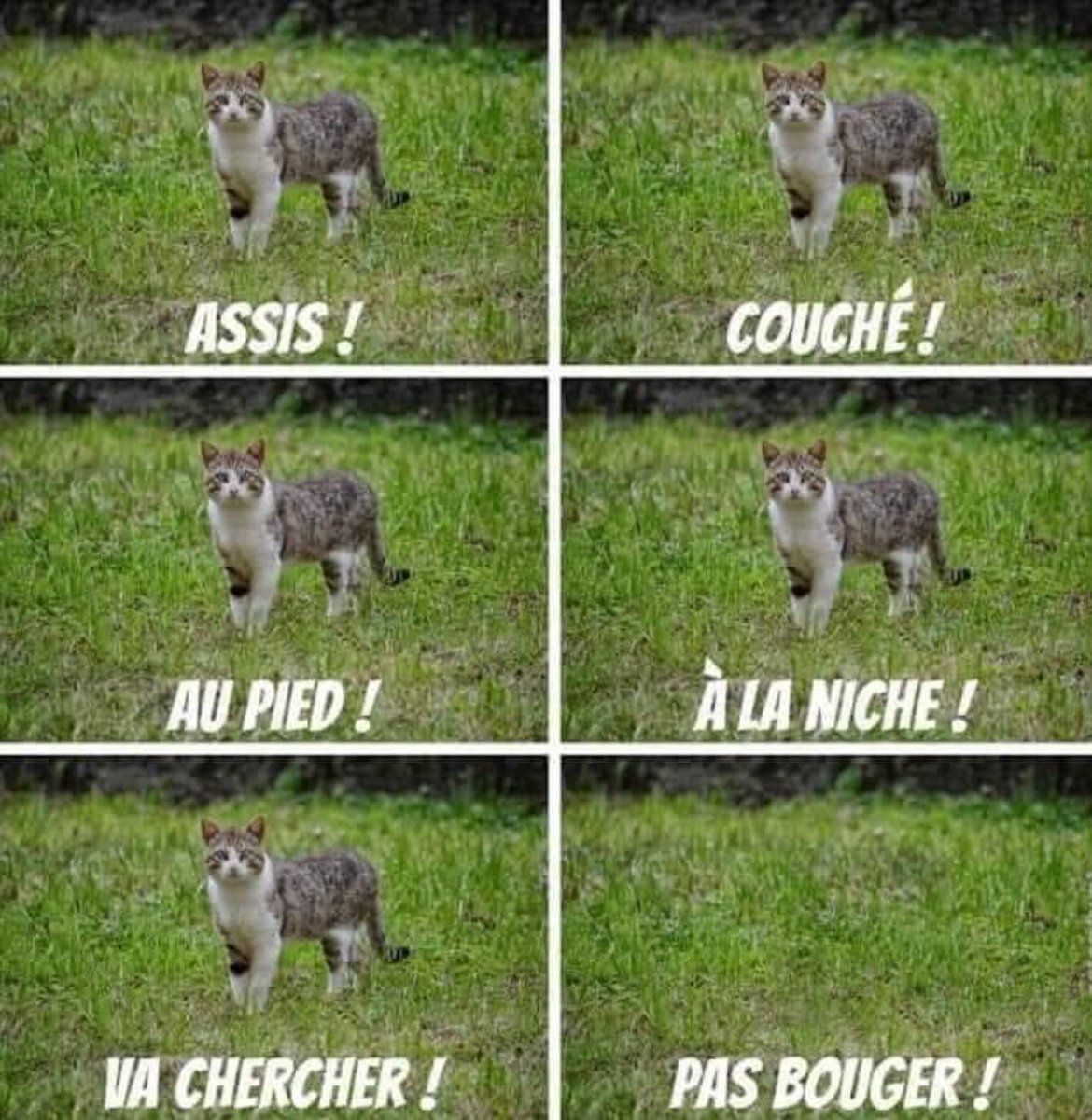 🅶🅾🆁🅺 tweet media