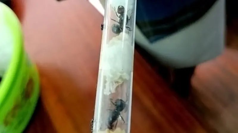 wolfbrief_'s tweet photo. 3 Foreigners Charged With Smuggling Live Queen Ants Worth about $10,000

Four men have pleaded guilty in Kenya to trying to smuggle hundreds of highly sought-after ants out of the country.

The Kenya Wildlife Service (KWS), which is more used to protecting larger creatures, such as lions and elephants, has described this as a "landmark case".