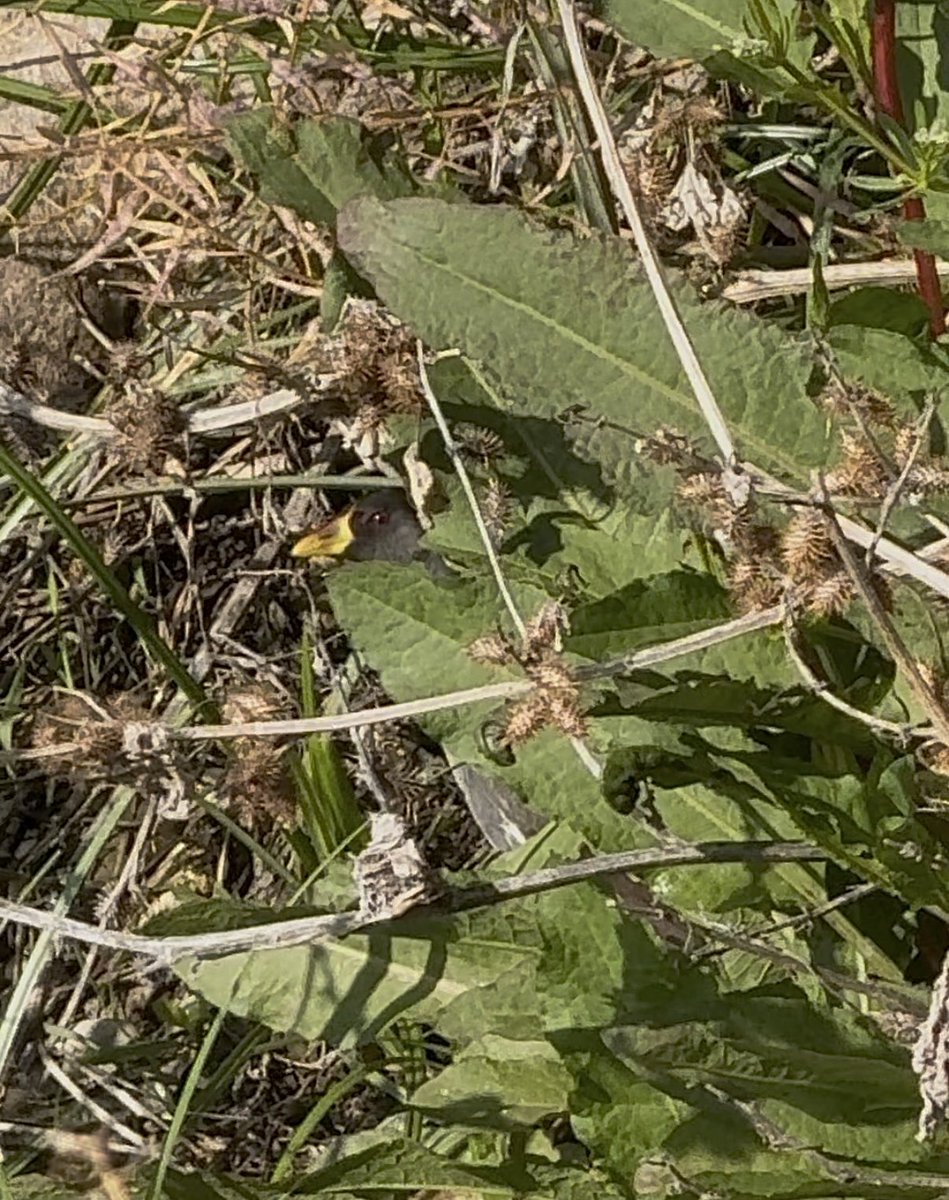 Anders Gray tweet media