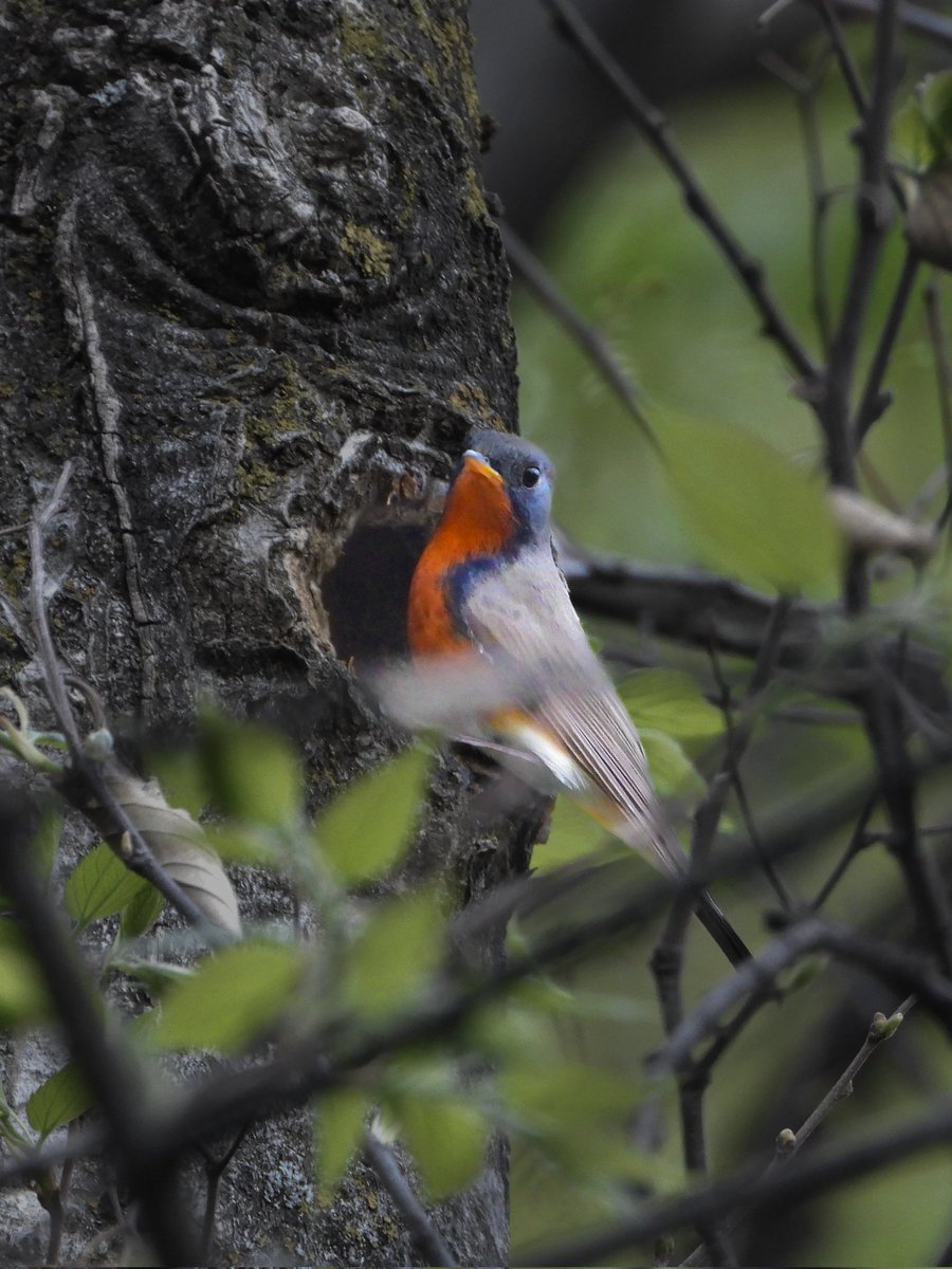 mansoorshayir's tweet photo. Back Home.
Kashmir flycatcher
April 25
##birdsofkashmir #indiAves https://t.co/iBA5aUZx4z