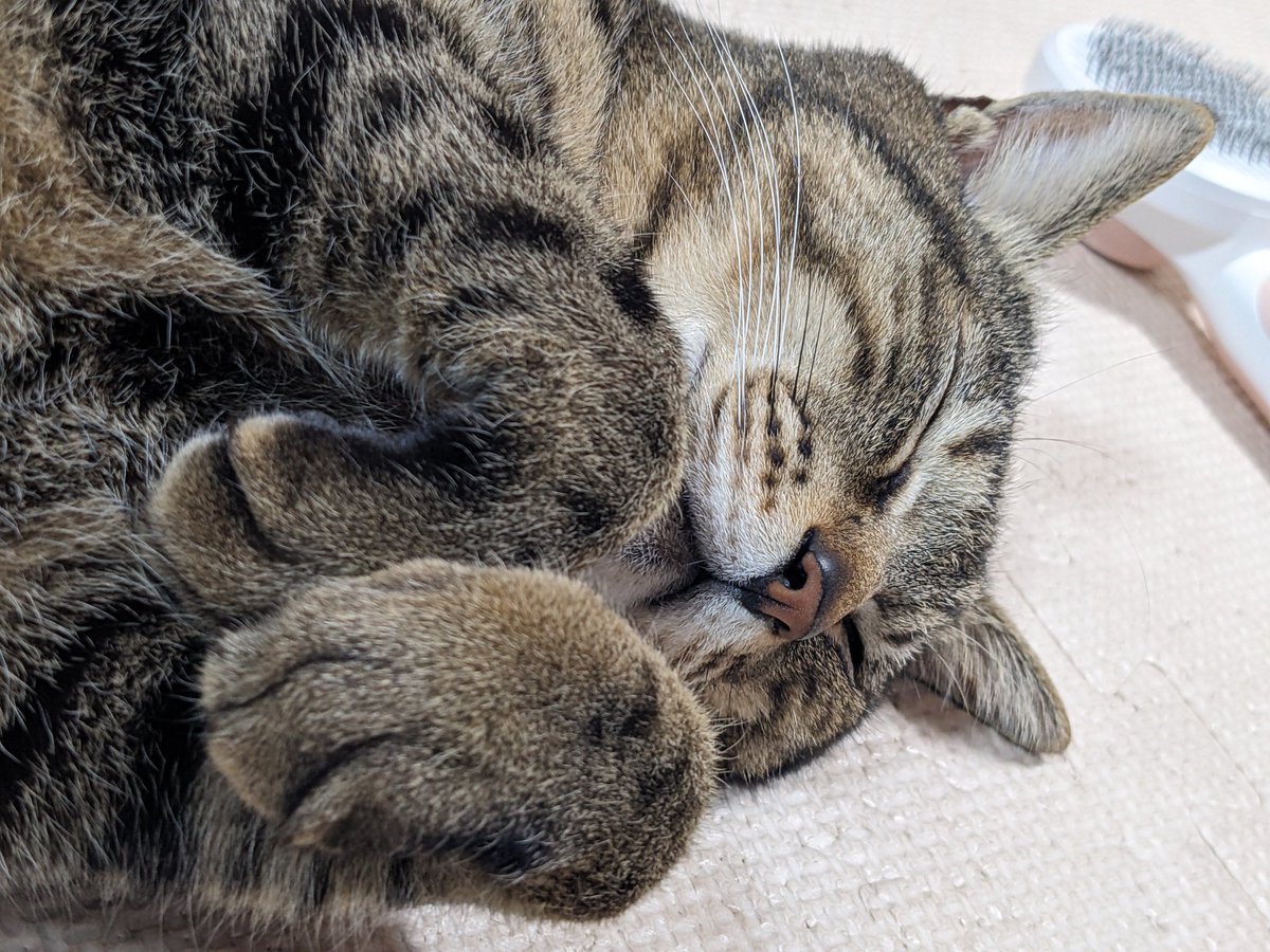 lstm17's tweet photo. かわいいって……
わかっているなキサマ！
#愛猫 https://t.co/khnFR0ybfe