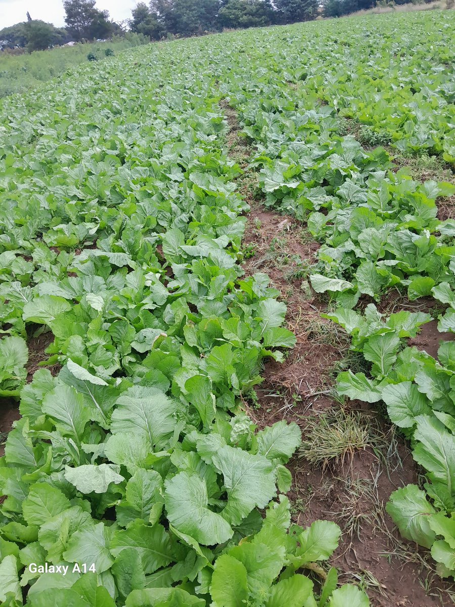 GoompyFresh's tweet image. All with love. From our farm right on your table with love.