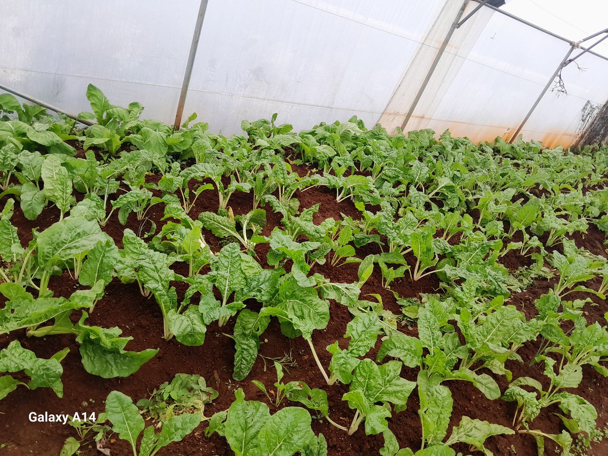 GoompyFresh's tweet image. All with love. From our farm right on your table with love.