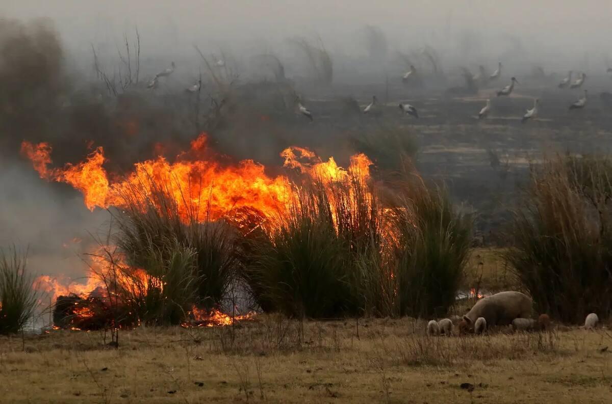Incendios forestales: pese a los compromisos climáticos de la Argentina, el delta del Paraná sigue en llamas a.ln.com.ar/4lAUYrS