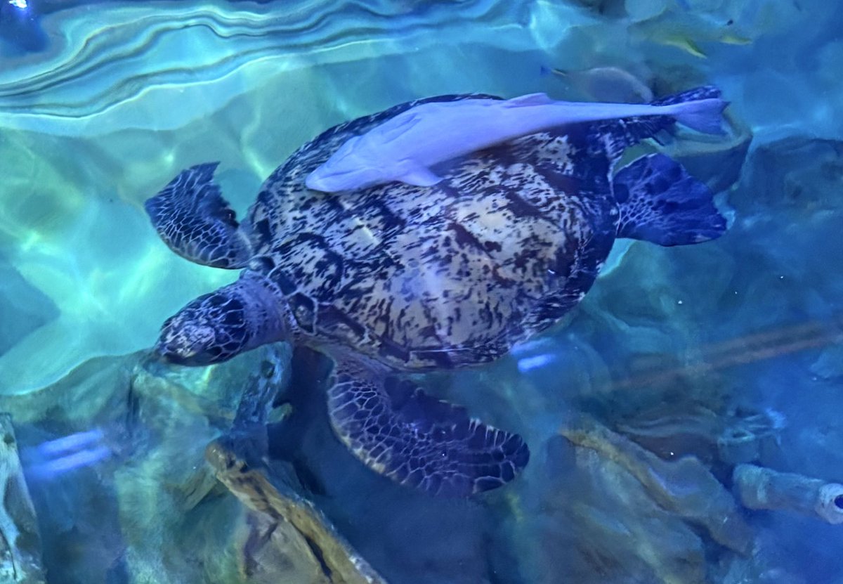 水族館のコバンザメも亀にすべてを委ねてて、人間たちが「なんか付い