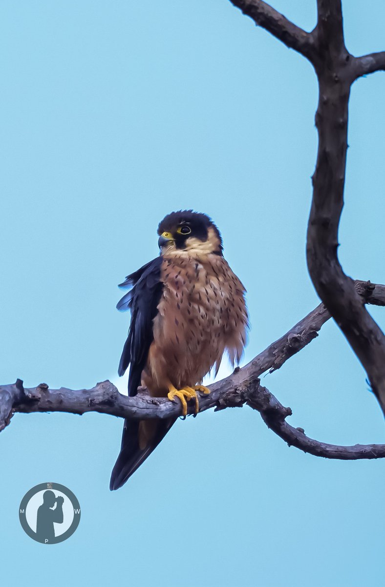 MartoWanjohi2's tweet photo. African Hobby - Falco cuvierii
Kweisos House,Koru,Western Kenya.
#martowanjohiphotography
#birdwatchingwithmartowanjohi
#birdwatching254
#BirdsSeenIn2025
#birdscult
#BirdWatchingDaily
#TwitterNatureCommunity
#canonr5
#canonphotography
#birdbuddy
#ebirding
#bdasafaris https://t.co/vdnkyA54Xh