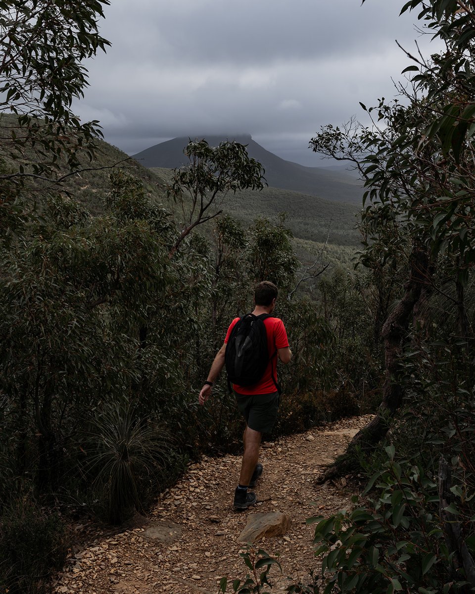gointerstate's tweet image. Bluff Knoll is the most popular trail in the Stirling Range with outstanding 360-degree views from the summit. (On a non white-out day).⁠
⁠
It&apos;s worth a visit even if you&apos;re not walking the trail to the summit, lookouts surrounding the parking area offer spectacular views. 🌲