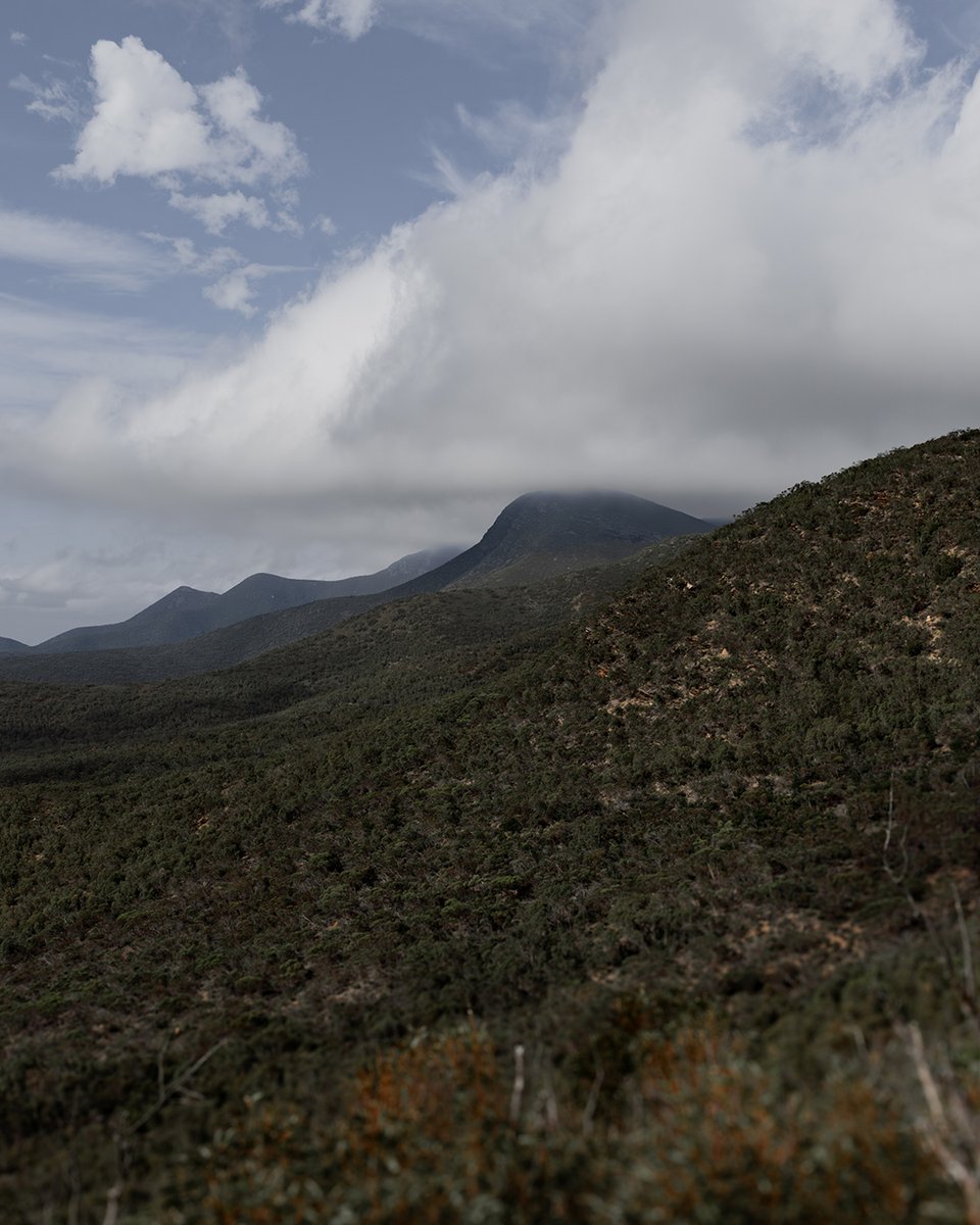 gointerstate's tweet image. Bluff Knoll is the most popular trail in the Stirling Range with outstanding 360-degree views from the summit. (On a non white-out day).⁠
⁠
It&apos;s worth a visit even if you&apos;re not walking the trail to the summit, lookouts surrounding the parking area offer spectacular views. 🌲