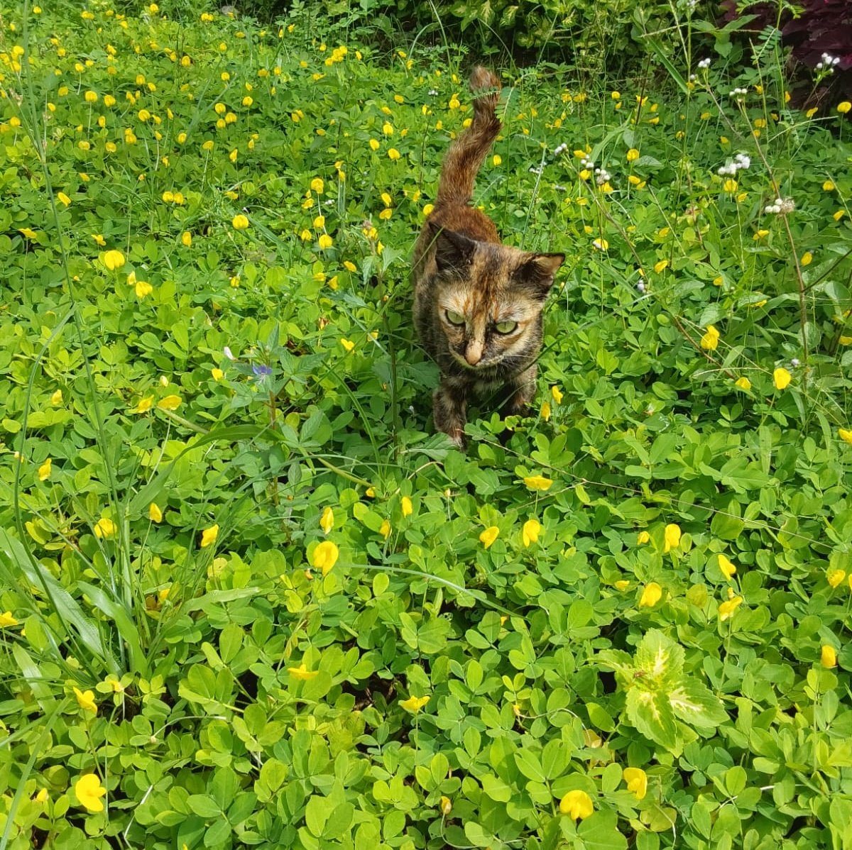 ayaya91111's tweet photo. Nemenin me-ow main https://t.co/MccsOVoDXq
