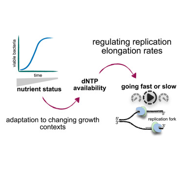 National Centre for Biological Sciences (@ncbs_bangalore) on Twitter photo #LatestStudy in <a href="/CurrentBiology/">Current Biology</a> led by <a href="/ashamjos/">Asha Mary Joseph</a> & <a href="/Adhikashreni1/">Inchara Adhikashreni</a> from Dr <a href="/anjbadri/">Anjana Badrinarayanan</a>'s lab describe a layer of replication control tied to nutrient status, enabling bacteria to regulate replication in fluctuating nutrient environments
Link bit.ly/43V2Z4q
Congratulations🎉 #LatestStudy in <a href="/CurrentBiology/">Current Biology</a> led by <a href="/ashamjos/">Asha Mary Joseph</a> & <a href="/Adhikashreni1/">Inchara Adhikashreni</a> from Dr <a href="/anjbadri/">Anjana Badrinarayanan</a>'s lab describe a layer of replication control tied to nutrient status, enabling bacteria to regulate replication in fluctuating nutrient environments
Link bit.ly/43V2Z4q
Congratulations🎉