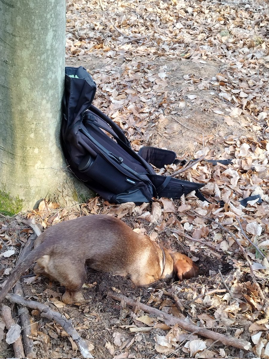 Waldbodentyp's tweet photo. Gestern bei der bodenkundlichen Geländeübung: Tatkräftige Unterstützung durch unseren vierbeinigen Gastwissenschaftler 😄
#Bodenkunde #SoilScience #Lehre #HNEE #Waldboden #Wald 🐾🐾 https://t.co/whJPiDBn0F